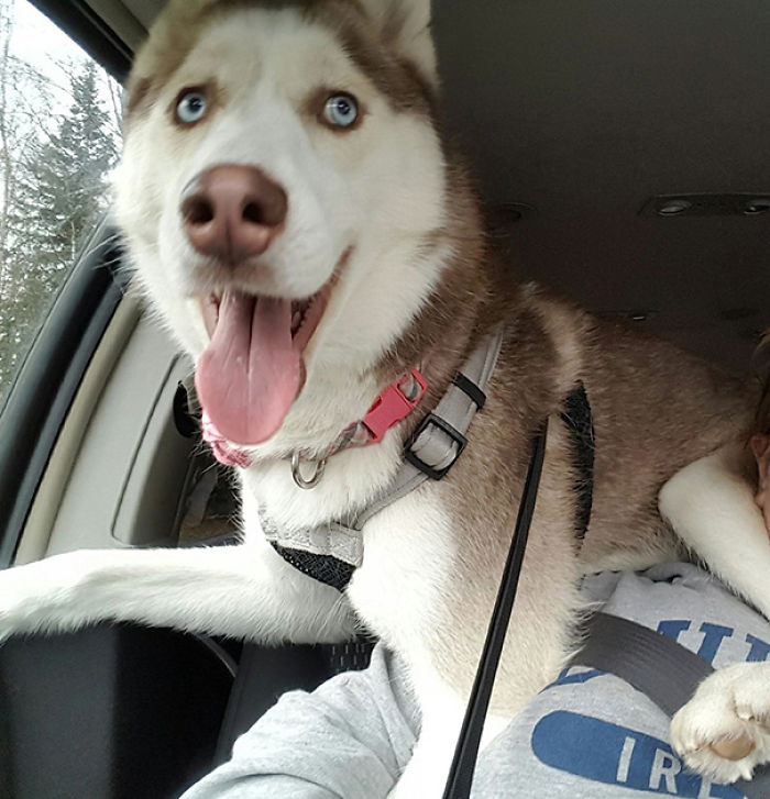 130 Asshole Dogs That Don&#8217;t Care About Personal Space