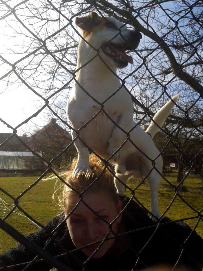 130 Asshole Dogs That Don&#8217;t Care About Personal Space