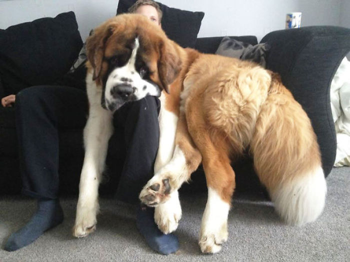 130 Asshole Dogs That Don&#8217;t Care About Personal Space