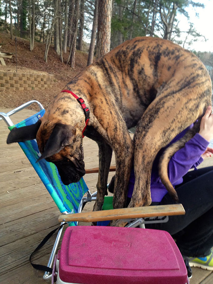 130 Asshole Dogs That Don&#8217;t Care About Personal Space