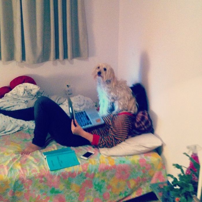 130 Asshole Dogs That Don&#8217;t Care About Personal Space