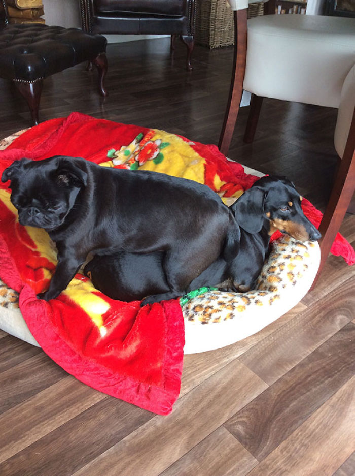130 Asshole Dogs That Don&#8217;t Care About Personal Space
