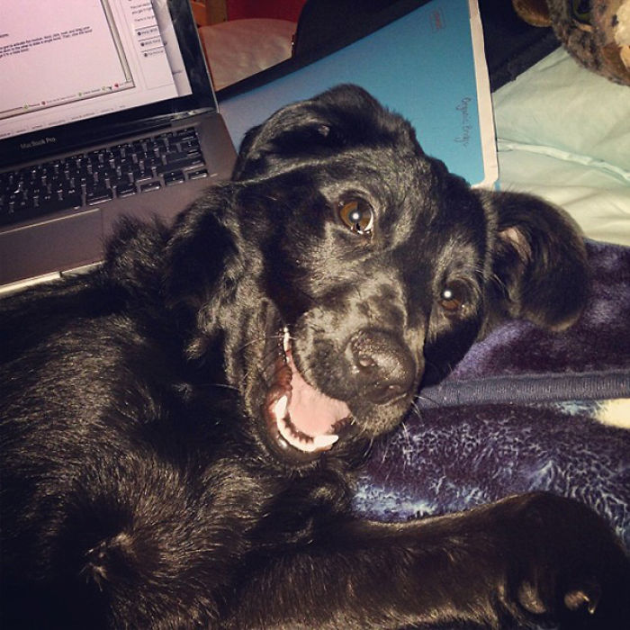130 Asshole Dogs That Don&#8217;t Care About Personal Space
