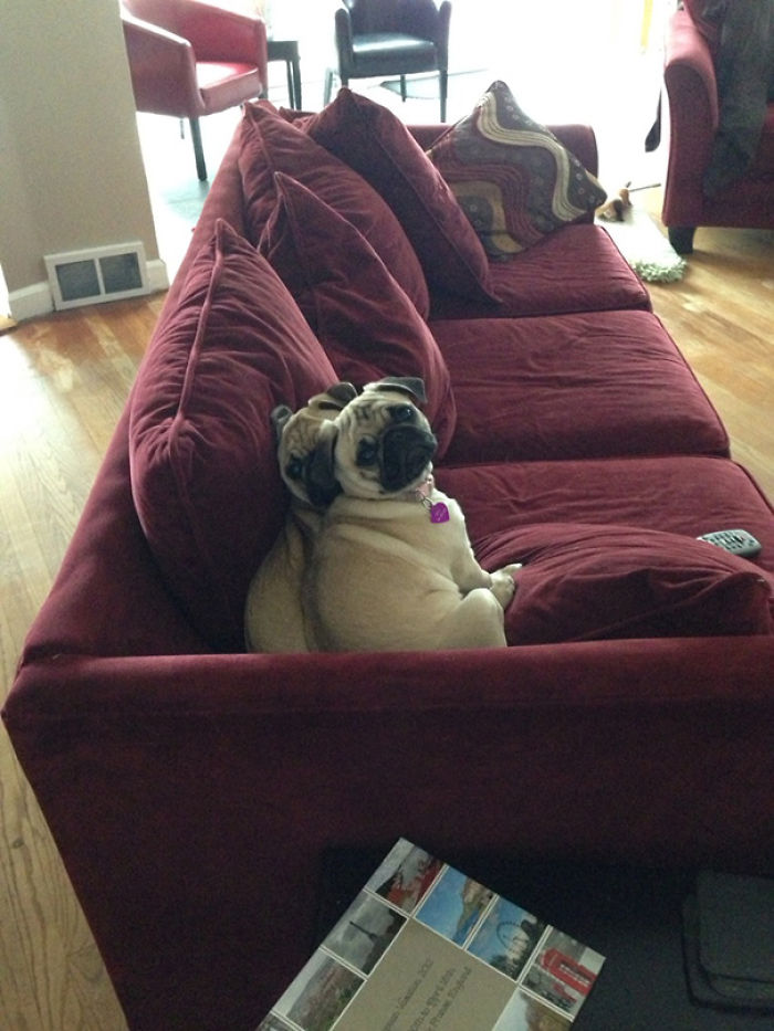 130 Asshole Dogs That Don&#8217;t Care About Personal Space