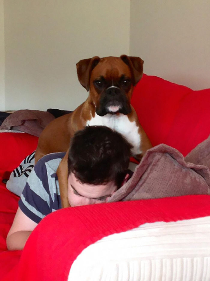 130 Asshole Dogs That Don&#8217;t Care About Personal Space