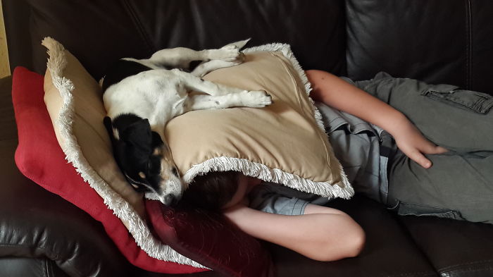 130 Asshole Dogs That Don&#8217;t Care About Personal Space