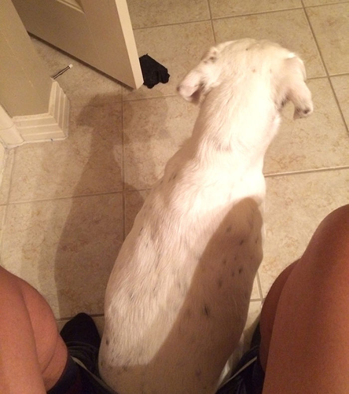 130 Asshole Dogs That Don&#8217;t Care About Personal Space