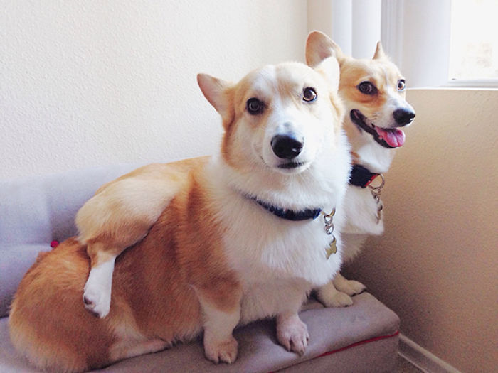 130 Asshole Dogs That Don&#8217;t Care About Personal Space