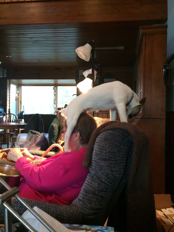 130 Asshole Dogs That Don&#8217;t Care About Personal Space