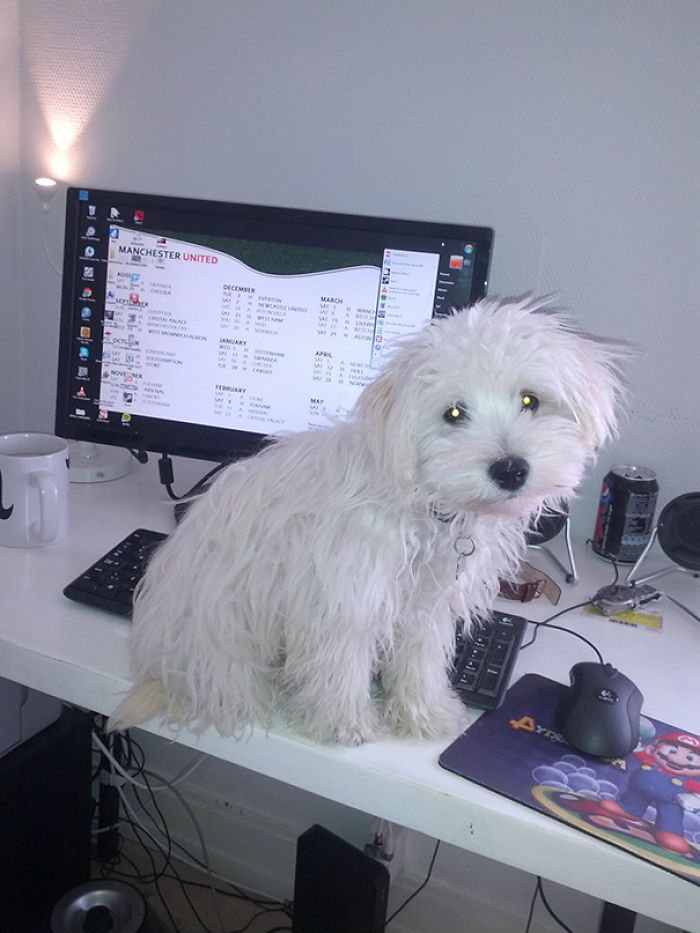 130 Asshole Dogs That Don&#8217;t Care About Personal Space