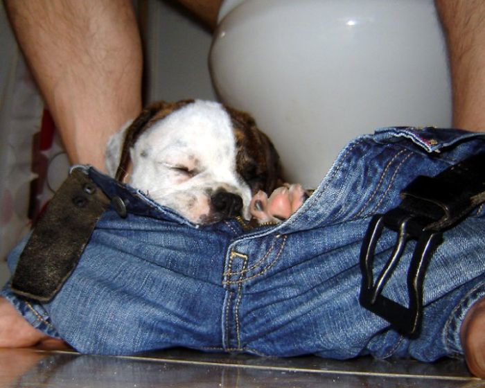 130 Asshole Dogs That Don&#8217;t Care About Personal Space