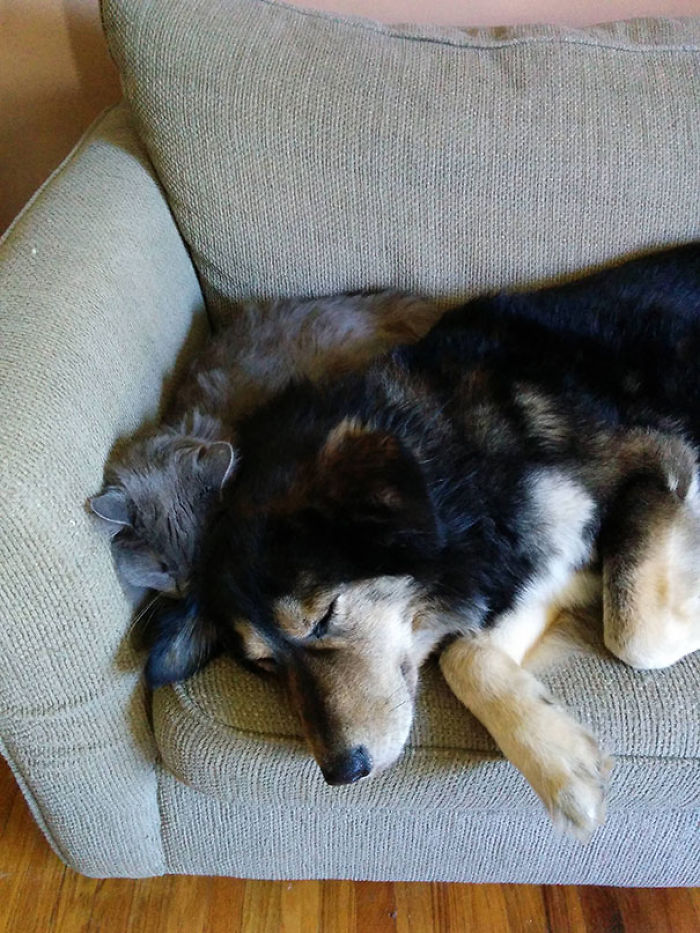 130 Asshole Dogs That Don&#8217;t Care About Personal Space