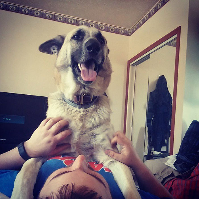 130 Asshole Dogs That Don&#8217;t Care About Personal Space