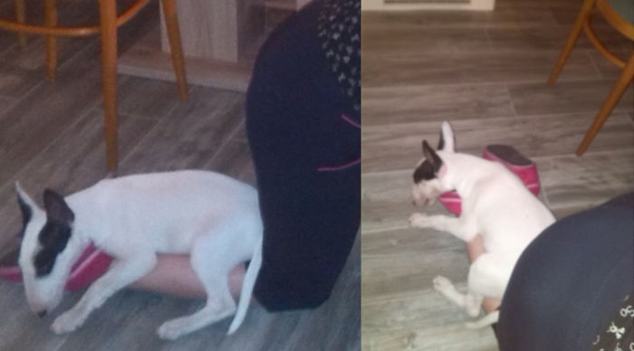 130 Asshole Dogs That Don&#8217;t Care About Personal Space