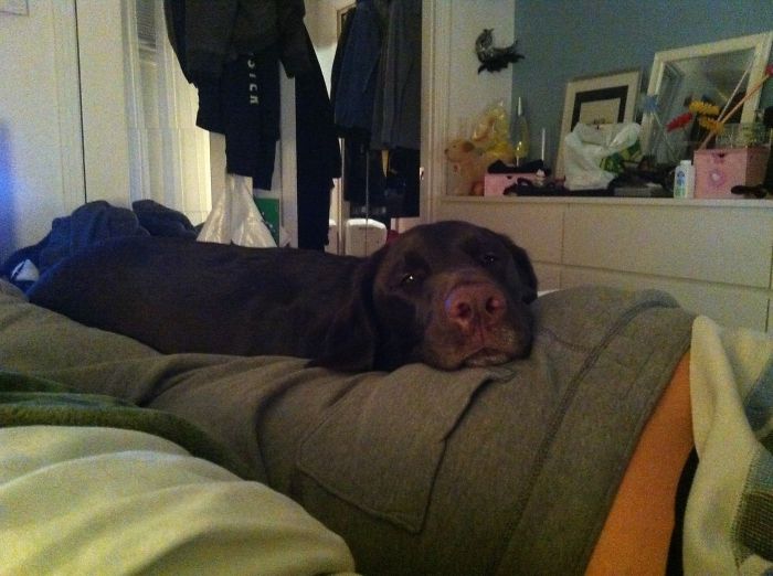 130 Asshole Dogs That Don&#8217;t Care About Personal Space