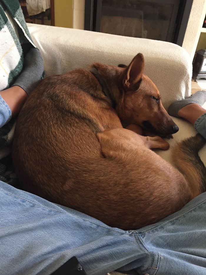 130 Asshole Dogs That Don&#8217;t Care About Personal Space