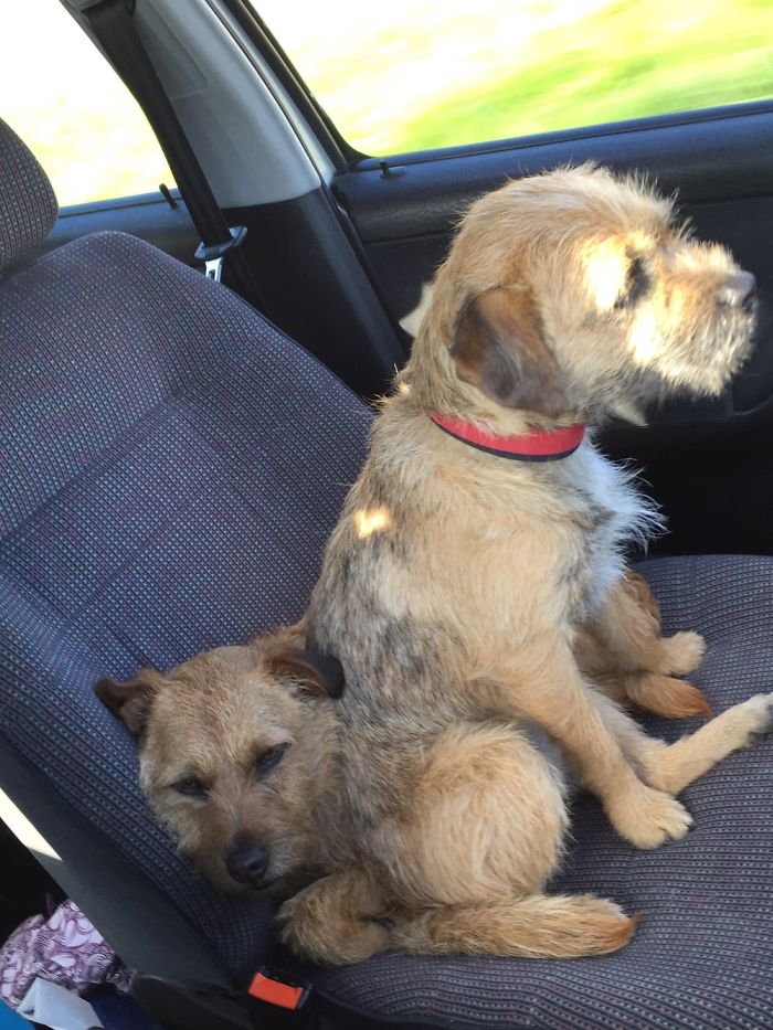 130 Asshole Dogs That Don&#8217;t Care About Personal Space