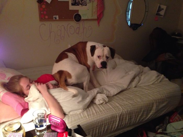 130 Asshole Dogs That Don&#8217;t Care About Personal Space