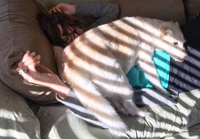 130 Asshole Dogs That Don&#8217;t Care About Personal Space
