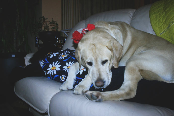 130 Asshole Dogs That Don&#8217;t Care About Personal Space