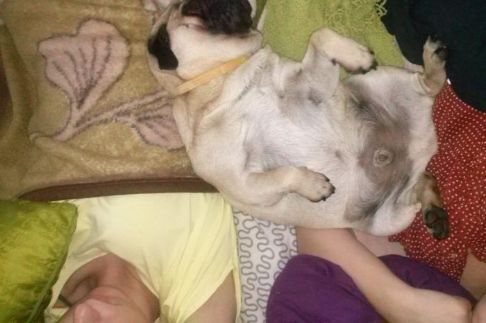 130 Asshole Dogs That Don&#8217;t Care About Personal Space