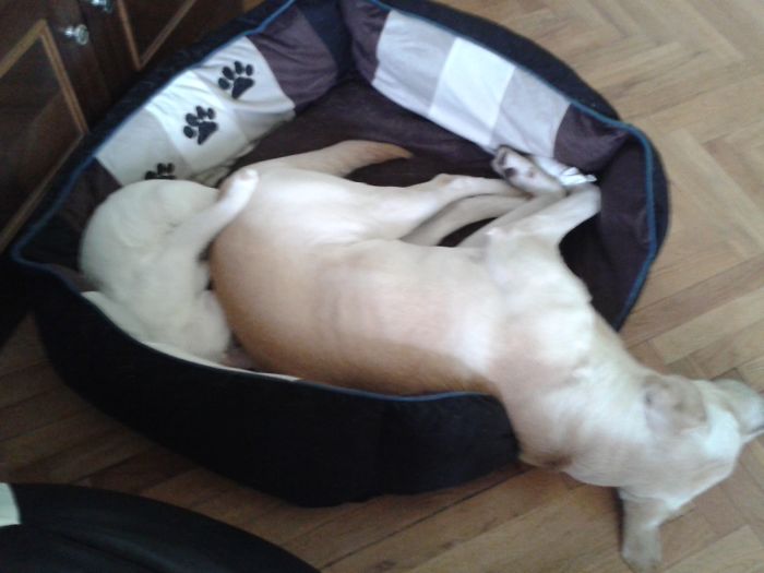 130 Asshole Dogs That Don&#8217;t Care About Personal Space