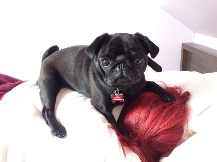 130 Asshole Dogs That Don&#8217;t Care About Personal Space
