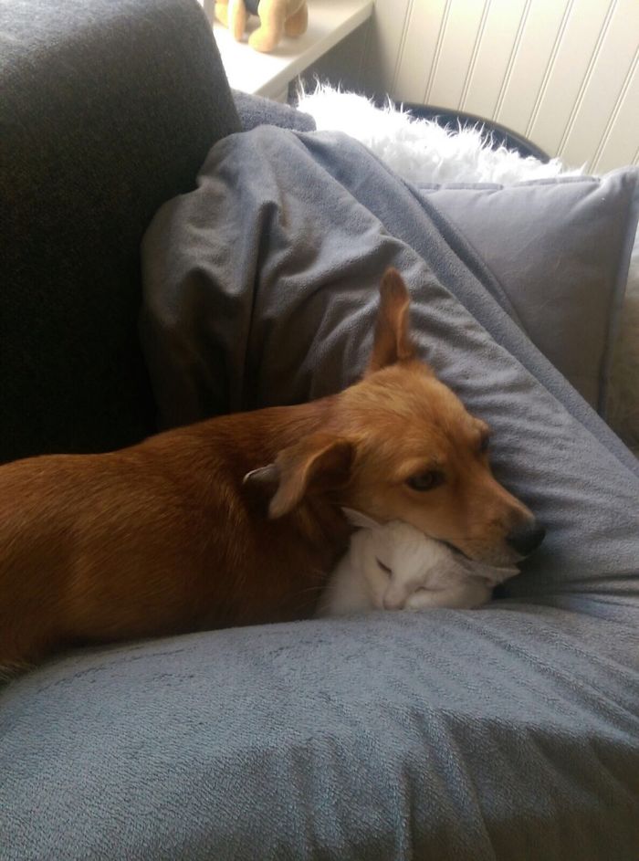 130 Asshole Dogs That Don&#8217;t Care About Personal Space