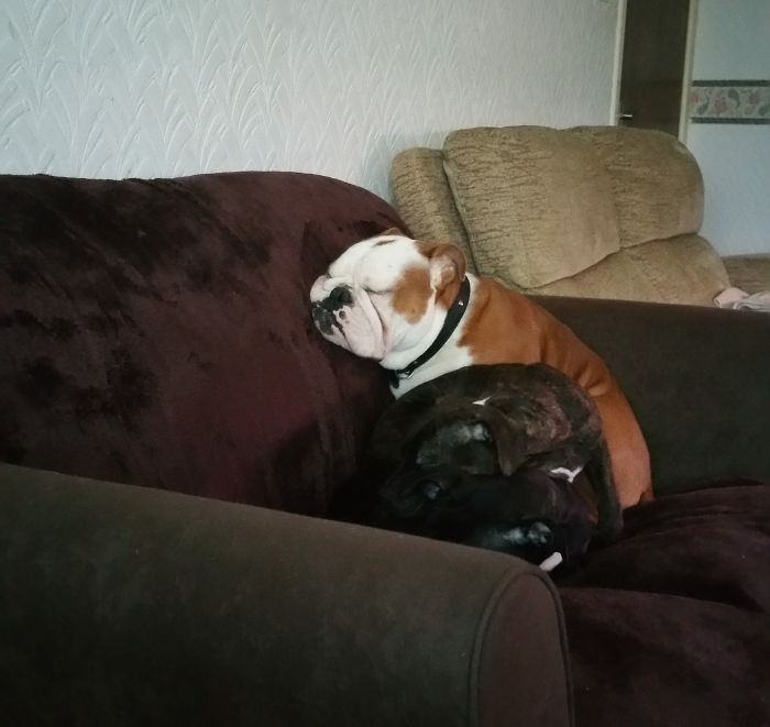 130 Asshole Dogs That Don&#8217;t Care About Personal Space