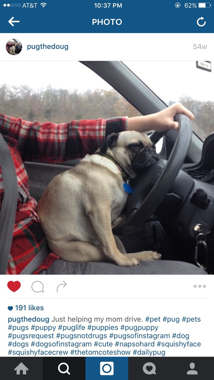 130 Asshole Dogs That Don&#8217;t Care About Personal Space