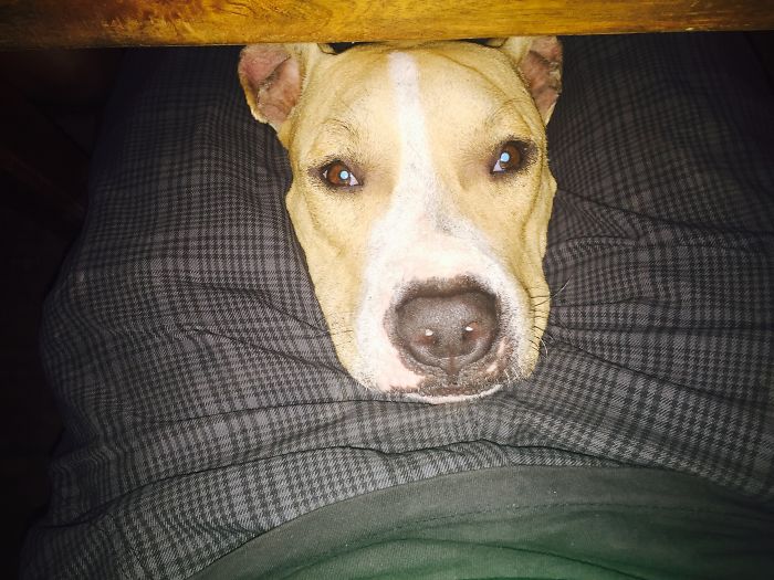 130 Asshole Dogs That Don&#8217;t Care About Personal Space
