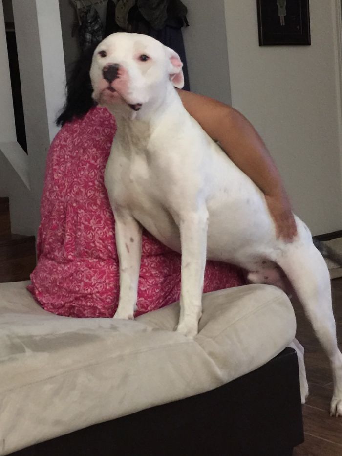 130 Asshole Dogs That Don&#8217;t Care About Personal Space