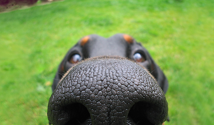 105 Nosy Dogs Who Want To Know What You&#8217;re Doing