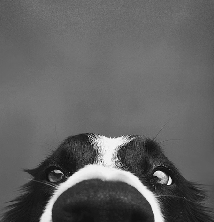 105 Nosy Dogs Who Want To Know What You&#8217;re Doing