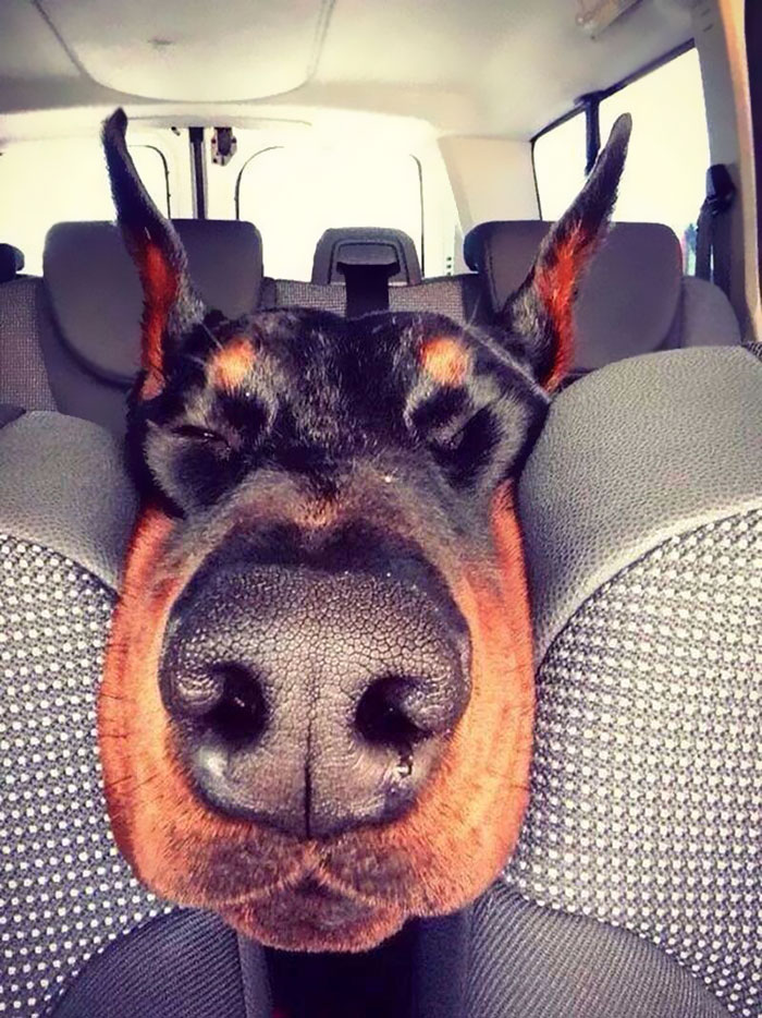 105 Nosy Dogs Who Want To Know What You&#8217;re Doing