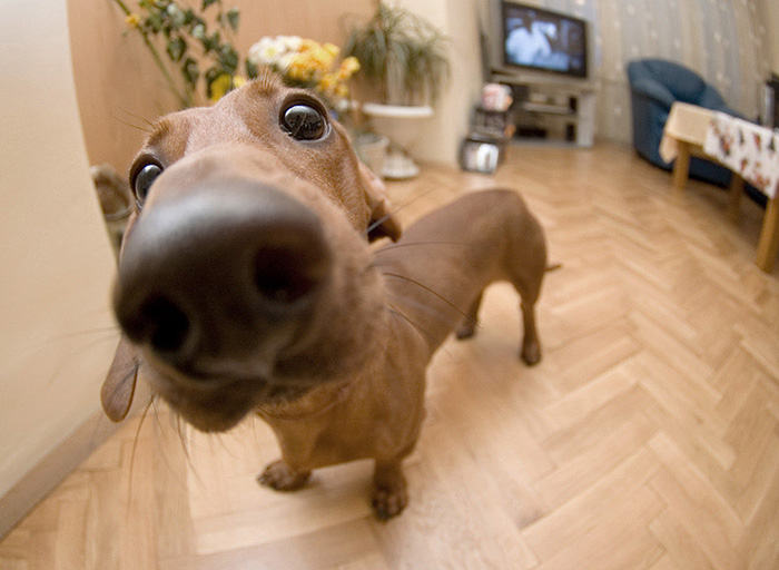 105 Nosy Dogs Who Want To Know What You&#8217;re Doing