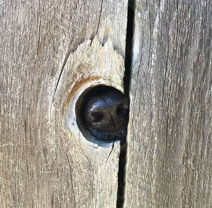105 Nosy Dogs Who Want To Know What You&#8217;re Doing