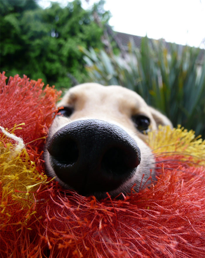 105 Nosy Dogs Who Want To Know What You&#8217;re Doing