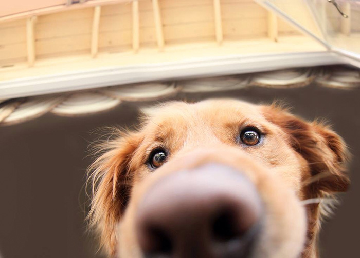 105 Nosy Dogs Who Want To Know What You&#8217;re Doing