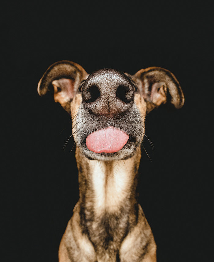 105 Nosy Dogs Who Want To Know What You&#8217;re Doing