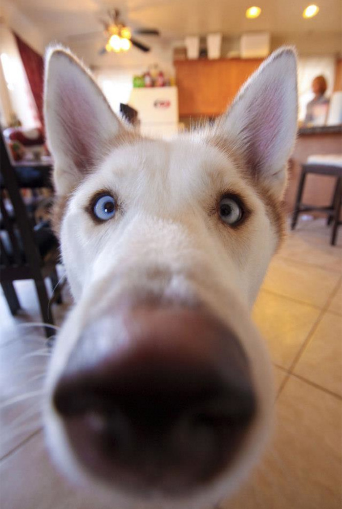 105 Nosy Dogs Who Want To Know What You&#8217;re Doing