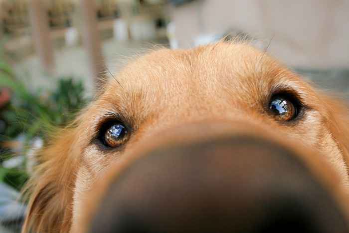 105 Nosy Dogs Who Want To Know What You&#8217;re Doing