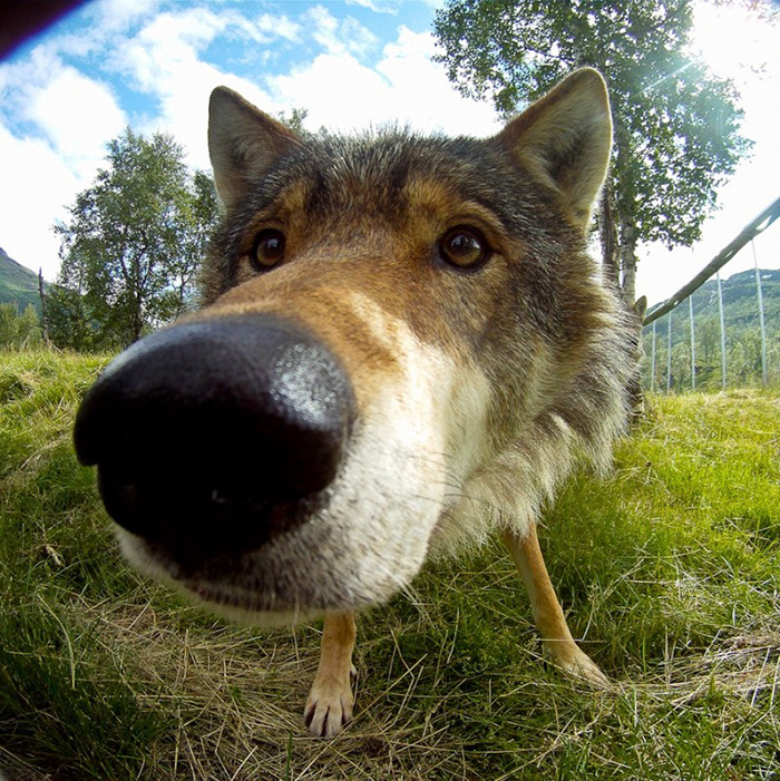 105 Nosy Dogs Who Want To Know What You&#8217;re Doing