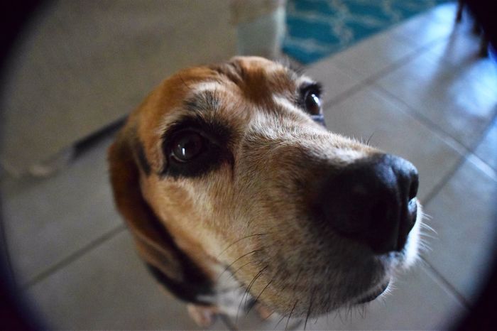 105 Nosy Dogs Who Want To Know What You&#8217;re Doing