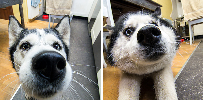 105 Nosy Dogs Who Want To Know What You&#8217;re Doing