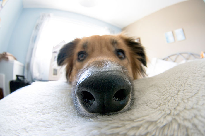 105 Nosy Dogs Who Want To Know What You&#8217;re Doing