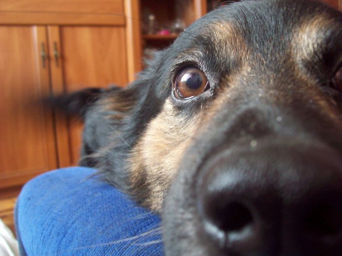 105 Nosy Dogs Who Want To Know What You&#8217;re Doing