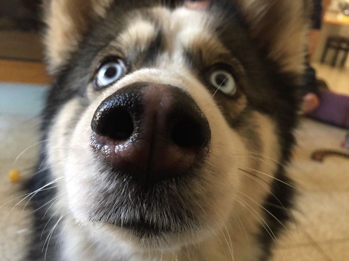 105 Nosy Dogs Who Want To Know What You&#8217;re Doing