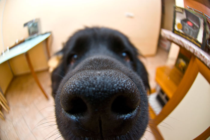 105 Nosy Dogs Who Want To Know What You&#8217;re Doing