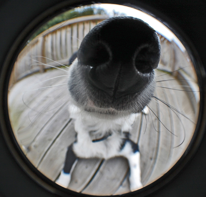 105 Nosy Dogs Who Want To Know What You&#8217;re Doing